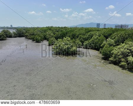 Green Mangrove Forest Capture Carbon Dioxide. Net Zero Emissions. Mangroves Capture Co2 From Atmosph