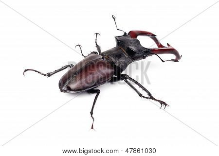 Kahverengi Stag Beetle Lucanus Cervus, en büyük Avrupa böceği üzerinde beyaz izole