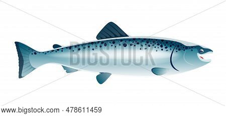 Cartoon Salmon Fish Sea Animal With Sleek Body, Vibrant Coloration, And Remarkable Ability To Swim A