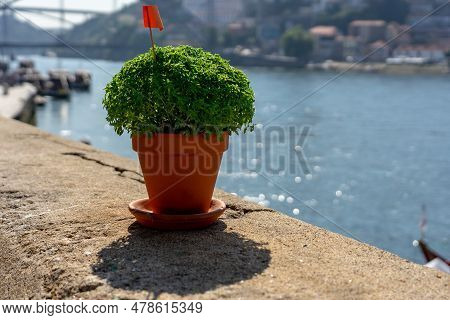 Basil Plant Manjerico Symbol Of Sao Joao Festival In Porto Portugal