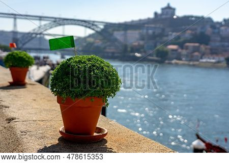 Basil Plant Manjerico Symbol Of Sao Joao Festival In Porto Portugal