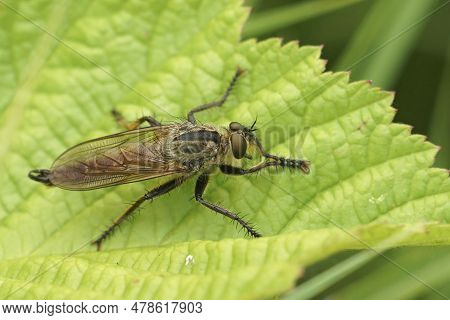 Closeup On The Large Hairy Golden-tabbed Robberfly, Eutolmus Rufibarbis Sitting On A Green Leaf