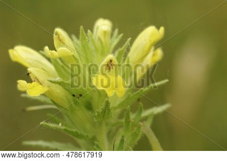 Closeup On A Flowering European Yellow Bartsia Or Glandweed, Parentucellia Viscosa