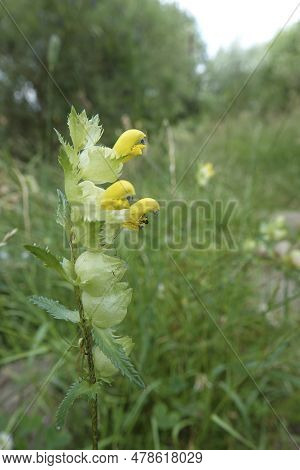 Closeup On A Yellow Flowering Greater Yellow-rattle , Rhinanthus Angustifolius, A Root-parasite Plan