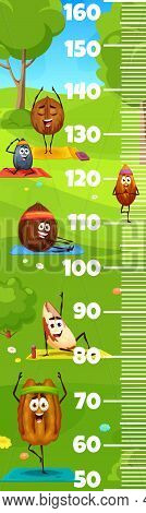 Kids Height Ruler Cartoon Nut Character On Yoga Fitness Sport. Vector Growth Meter With Coconut, Wal
