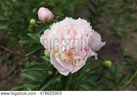 Peonia Sweet Sixteen. Peony In The Garden. Shot Of A Peony In Bloom Works Perfectly With The Green B