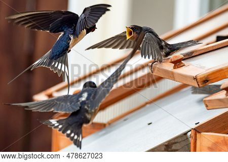 Swallow Feeding Chicks Close-up Flying And Sitting On Cold Frame