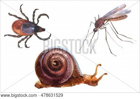 Watercolor Vector Illustrations Of Forest Animals, Mosquito, Mite Or Ixodes Ricinus And Snail.