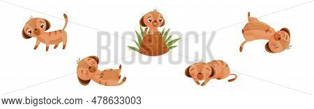 Cute Meerkat Or Suricate With Brindled Coat Vector Set