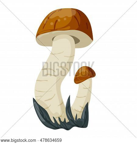 Boletus Mushroom. Vector Illustration Isolated On A White Background.