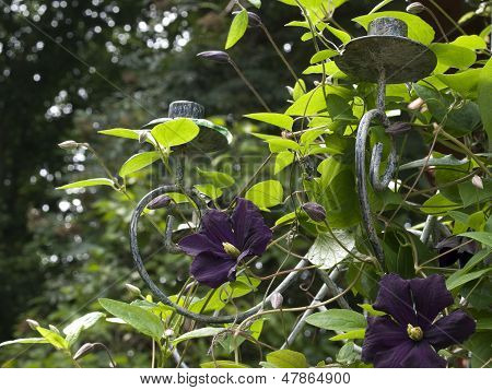 Clematis modrá