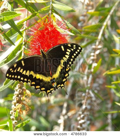Swallowtail Butterfly på en flaska pensel blomma vertikal