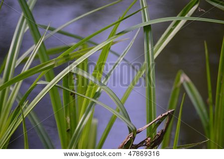 grüne Grashalm auf blauem Hintergrund