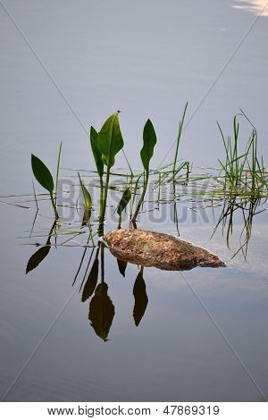 Gras-Spiegelbild im Wasser