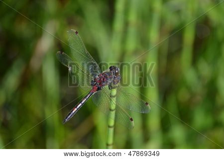 Libelle auf der Grashalm auf grünem Hintergrund