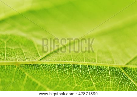 Frische Dreen Blatt Textur Makro Nahaufnahme
