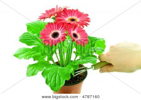 Floricoltura