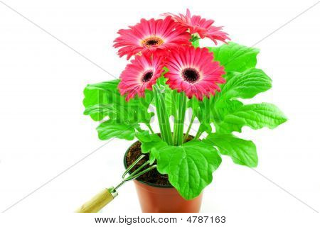 화 초 재배 헬기와 함께 냄비에 핑크 거 베라