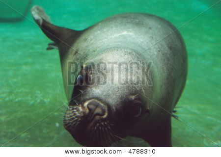 Seal01