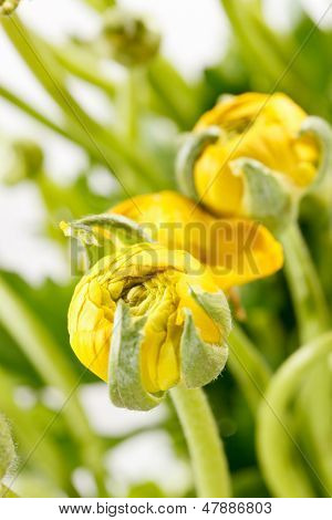 Ranunculus giallo 