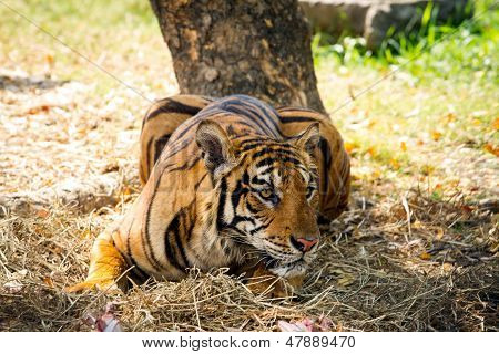 Bengal Tiger