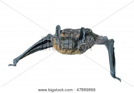 Piccolo pipistrello