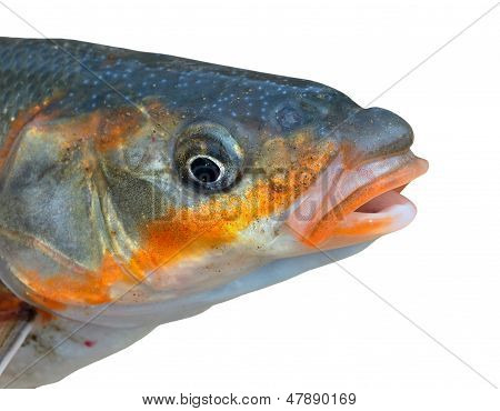 Testa di pesce