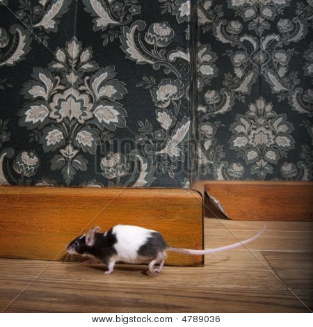 Mouse andando em um Roon antiquado de luxo