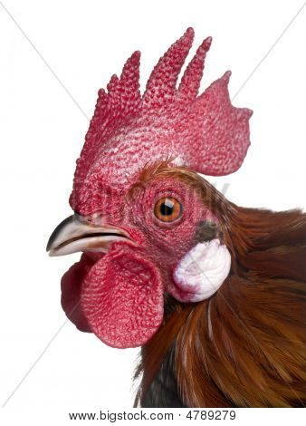 갈리아 수 탉 (1 세)