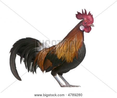 갈리아 수 탉 (1 세)