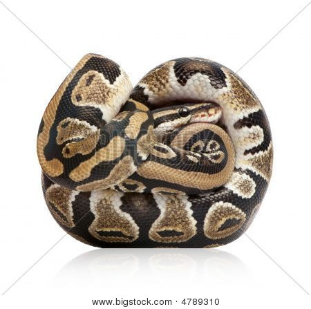 Giovane Python Regius (10 mesi vecchio)