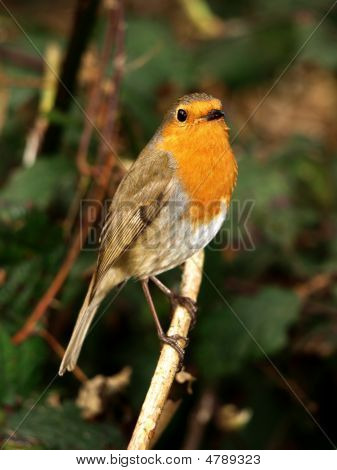 Roodborst