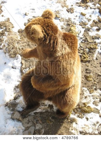 Dancing Bear
