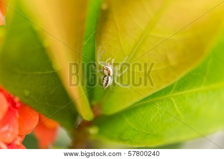 Female Epocilla Calcarata Jumping Spider On Leaf