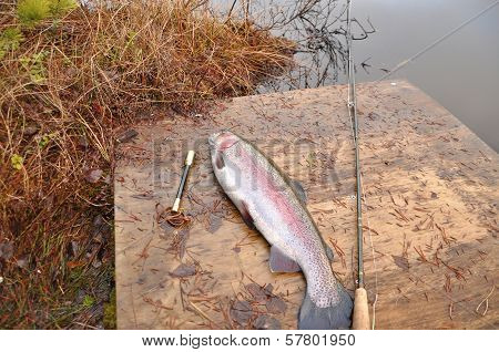 Rainbow Trout In Autumn