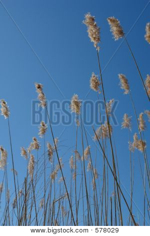 หญ้า Pampas