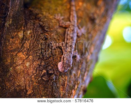 House gecko