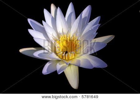 Single Lilly With Bee