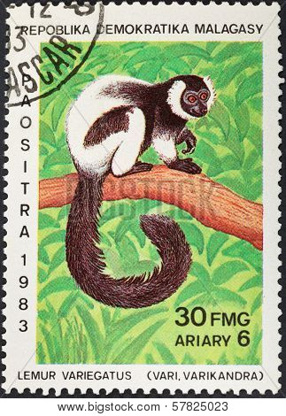 Vari (lemur Variegatus) Lemur