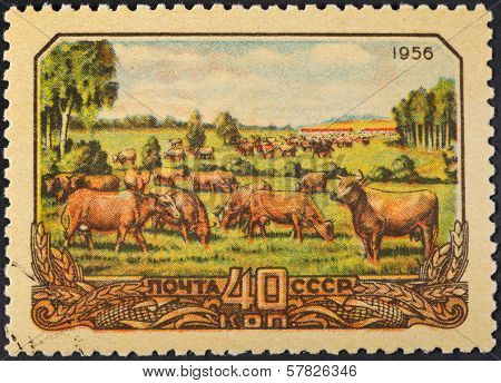 Animal Husbandry In Soviet Russia