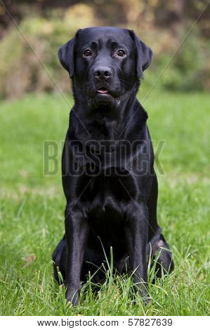 Black Labrador Sitting On Green Grass