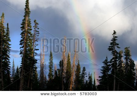 Arc-en-ciel sur la forêt Alpine