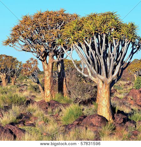 quiver tree