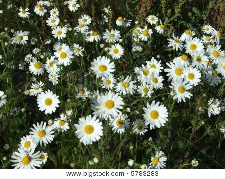 เขตข้อมูลของ Daises