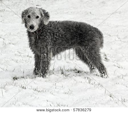Bedlington Terrier In Snow