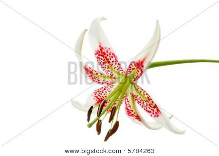 Lilium Grammatophyllum Var. Gloriosoides