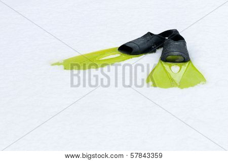 Flippers lying on the snow