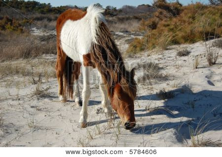 Volně žijících koní Assateague Island