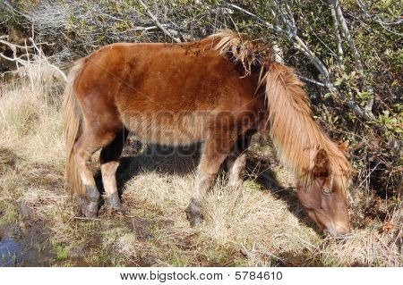Volně žijících koní Assateague Island