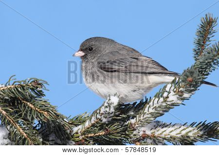 Junco On A Snow-covered Branch